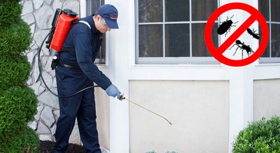 Çeltik Kene İlaçlama böcek ilaçlama ve haşere kontrolü — ilaclama-tr.com